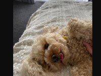 Yetişkin Toy Poodle Dişi Köpekler