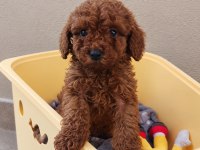 Toy Poodle Red Brown