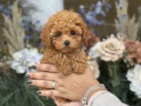 Toy Poodle Yavrularımız