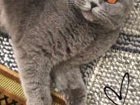 Arkadaşlar 2 yıllık scottish fold kedimi sahiplendiriyorum