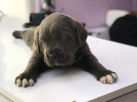 Safkan cane corso yavrular