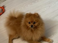 POMERANİAN 3 YAŞINDA ERKEK SAHİBİNDEN