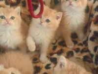 GOLDEN BY12 BRİTİSH BEBEKLER
