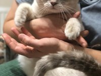 Bluepoint Erkek Scottish Fold