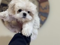 Show Kalite Maltese Terrier Yavrularımız