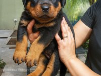 Rottweiler Yavrular Teslime Hazır