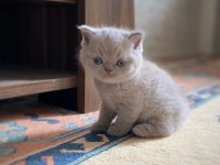 A KALİTE BRİTİSH SHORTHAİR FAWN COLOR