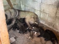 Aslan kangal yavruları
