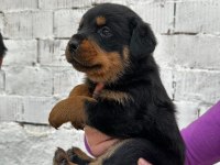 Macar kafa rottweiler
