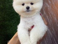 Üst segment sağlık ve ırk garantili pomeranian bebekler