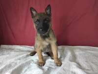 Hayat kısa malinoisler uçuyor