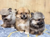 Micro Boy Pomeranian Yeni Ailesini Arıyor