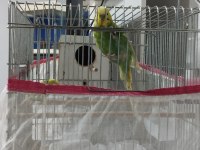 Çift Muhabbet kuşu ve kuş kafesi