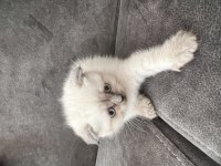 2 aylık scottish fold yavrular