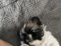 Köpeklerimize çok iyi bakabilecek aile arıyorum
