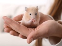 Suriye Hamster Yavruları