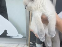 BRİTİSH SHORTHAİR BLUE POİNT KEDİMİZ
