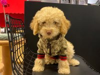 Mersin toy poodle yavrumuz