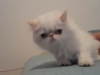 Exotik Shorthair ve Longhair