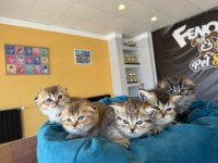 ORJİNAL IRK YAVRU KEDİLER MAGAZAMIZDA CANLI GÖRÜN