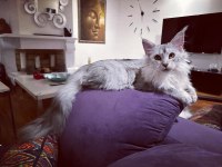 Safkan maine coon - Tecrübeli ömürlük aileler aranıyor