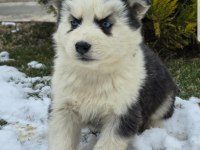 Maviş gözlü Safkan Husky minikler
