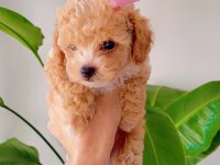 Teacup Maltipoo 2 aylık teacup Toy Poodle ayarında