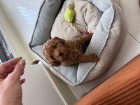 Toy Poodle Dişi Tek Yavrum