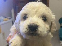 Orjinal Maltese Terrier Yavrularımız