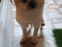 Pomeranian spitz