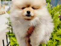 Pomeranian yavruları