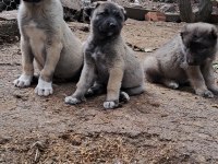 KALİTE YAVRU KANGAL KÖPEĞİ