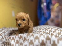 1 aylık erkek poodle yavru yer izmir