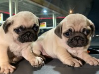 Muhteşem Pug Mops Bebek Köpekler