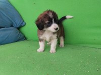 Fino yavru köpeğimiz kayseri