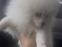 0 numara 5 aylık dişi pomeranian