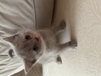 Scottish fold kedimiz