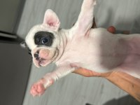 French bulldog yavruları