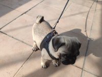 3 Aylık Erkek Pug Yavrusu