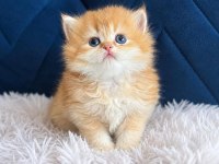 British shorthair ve longhair golden yavrular
