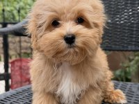 Mini Maltipoo