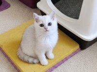 Muhteşem British Shorthair Silver dişi yavru
