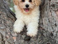 Maltipoo Yavrumuz
