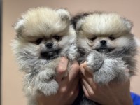 Petmode köpek çiftliğinde ziyarete açık pomeranian