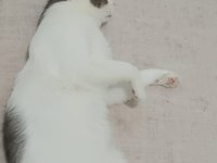 Ücretsiz kedi sahiplendirme