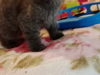 Scottish fold yavru kedimiz