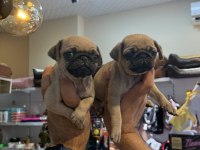 Dişi Pug Mops minikler