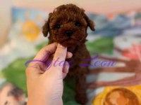 TINY BOY KORE POODLE DİŞİ