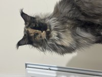 1 Erkek Ve 4 Dişi Yetişkin Maine Coon Kedilerim