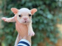 Sağlıklı krem french bulldog bebekler